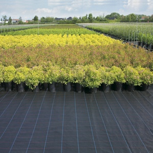 Tapis de paillage agricole en tissu non tissé aiguilleté PP noir avec ligne verte pour le contrôle des mauvaises herbes et la protection des arbres - Product Image 6