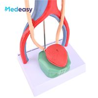 Modelo de Sistema Urinario estereoscópico 3D humano con modelo de anatomía de riñón de vena arterial