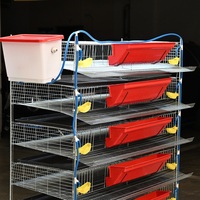Nouvelle cage à cailles en acier à faible teneur en carbone de type H, durable, à 5/6 niveaux, pour l'élevage en ferme de cailles, longue durée de vie