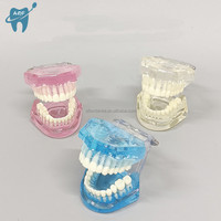 [Aifan Dental] estándar modelo de dientes práctica falsa dental M7001 modelo estándar Dental modelo