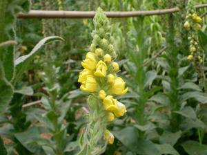 Precio de fábrica Mao Rui Hua Natural secado Mullein flor hoja cortada <span class=keywords><strong>Verbascum</strong></span> Thapsus - Product Image 4