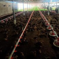 Équipement d'élevage avicole : Cage à poules pondeuses de type A avec système automatique à vendre