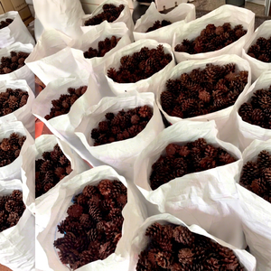 Piñas de Pino Secas Naturales de Vietnam para Decoración Navideña, Hacer Coronas, Adornos para Árboles, Centros de Mesa, Manualidades y Venta al por Menor - Product Image 1