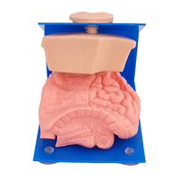 Modelo de catéter masculino de vendaje avanzado modelo de práctica de cateterismo uretral femenino con Base para entrenamiento de atención médica