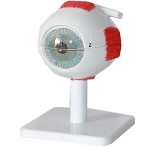 Modelo de Ojo <span class=keywords><strong>Humano</strong></span> Sciedu, Modelo de Anatomía <span class=keywords><strong>del</strong></span> Ojo <span class=keywords><strong>Humano</strong></span> Ampliado y <span class=keywords><strong>Desmontable</strong></span> en 7 Partes, Estructura <span class=keywords><strong>del</strong></span> Ojo, Modelo de Ojo <span class=keywords><strong>Humano</strong></span> para Enseñanza Médica - Product Image 3