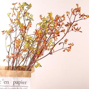 Flor preservada <span class=keywords><strong>de</strong></span> Yunnan, follaje eterno, <span class=keywords><strong>pata</strong></span> <span class=keywords><strong>de</strong></span> <span class=keywords><strong>canguro</strong></span>, plantas preservadas, Anigozanthos para arreglo floral - Product Image 1