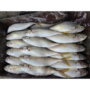 Fornecedor de peixes de cavala cavala congelada cauda amarela cavala cavala congelada preço novo - Product Image 6