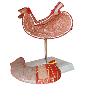 Modello Anatomico <span class=keywords><strong>del</strong></span> Stomaco Umano Ingrandito 1,5 Volte per lo Studio della Digestione in <span class=keywords><strong>Scienze</strong></span> Mediche - Product Image 3