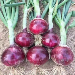 Oignons rouges du Shandong de qualité supérieure, 100% frais, non pelés, 10 cm, cueillis à la main, aromatiques pour la cuisine, disponibles à <span class=keywords><strong>un</strong></span> <span class=keywords><strong>prix</strong></span> imbattable - Product Image 4