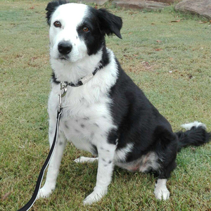 Collar de perro de nailon con etiqueta de identificación personalizada, collar de mascota duradero multicolor con grabado láser, placa de nombre personalizada - Product Image 3