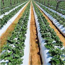 Film de paillage PE OEM en rouleau, moulé par soufflage, protection UV, résistant à l'humidité, film barrière anti-mauvaises herbes, imperméable, couverture de sol agricole - Product Image 5