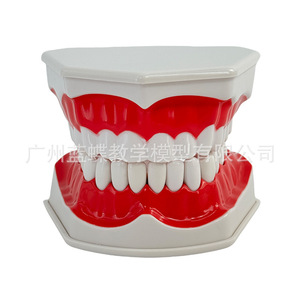 แบบจำลองฟัน วัสดุพีวีซี สำหรับการสอนทางการแพทย์ในโรงเรียน - Product Image 2