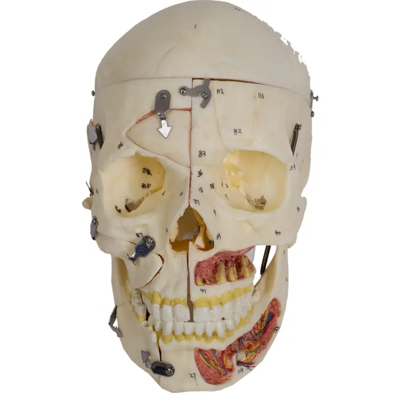 Modèle médical de crâne 3D adulte, 1 pièce, GD/A11113, GD/A11112, GD/A11114, A11115