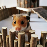 Jouet animal mignon pour hamsters, bâtons de pommier en bois naturels et écologiques, jouets à mâcher de style branches pour animaux de compagnie