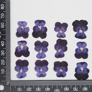 N073 2021 nuovo arrivo vendita calda materiale fai da te 100% naturale essiccato viola Pansy pressato fiori pressati Pansy fiori secchi - Product Image 2