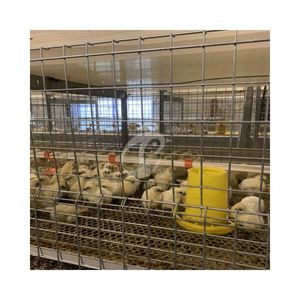 Cage pour poulets de chair de type H avec chauffage pour poussins de 1 jour - Product Image 5