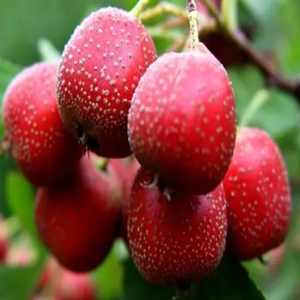 <span class=keywords><strong>GMP</strong></span> tiêu chuẩn chất lượng cao grataegi Fructus chiết xuất cấp thực phẩm Táo gai Berry bột chiết xuất dung môi đóng gói trong trống - Product Image 5