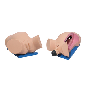 Modèle de mécanisme de <span class=keywords><strong>naissance</strong></span> mécanique avancé DARHMMY - Mannequin en PVC grandeur nature avec sections transversales et repères anatomiques réalistes - Product Image 2