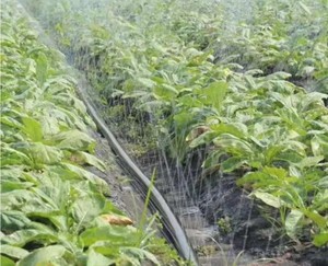 Système d'irrigation goutte-à-goutte à micro-spray de 25mm, tube d'irrigation à ceinture de pluie, buse laser - Product Image 4