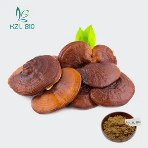 Good Quality Organic Reishi Mushroom Extract 20% Reishi Mushroom Extract Powder