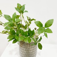 Plante Artificielle Petite Branche de Banyan avec Fruits et Feuilles, Composition Florale, Décoration Intérieure, Ornement de Table Style Nordique Ins