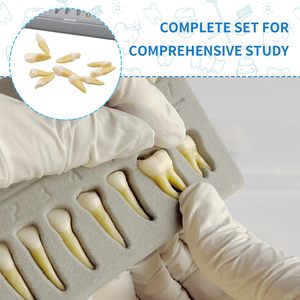 Demostración de dientes de resina, 28 piezas 1:1 dientes permanentes artificiales modelo de entrenamiento de enseñanza dental para estudiantes y profesionales - Product Image 2