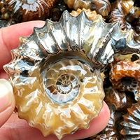 Vente en gros de spécimens d'ammonites fossiles naturels en vrac, coquilles d'ammonites brutes, collection de minéraux, décoration d'intérieur, cadeau