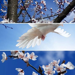 Ấn độ giá rẻ Giá Thiết kế phổ biến thiết kế mái nhà thị trường PVC Stretch Trần phim trần giả - Product Image 6