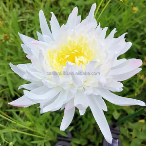 Luces de crisantemo de <span class=keywords><strong>Navidad</strong></span> con energía solar, luces de jardín, luces de tierra solares impermeables para exteriores para patios traseros, caminos - Product Image 6