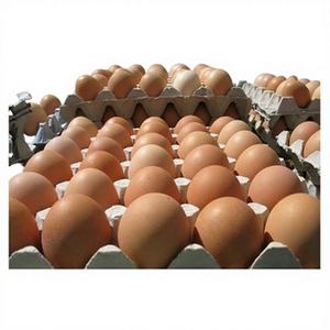 ไข่ฟักสดคอบบ์ 500 ฟอง สำหรับฟาร์มสัตว์ปีกขายส่ง - Product Image 1