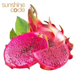 Sunshine kode naga segar buah malaysia impor ekspor buah naga dijual buah naga merah
