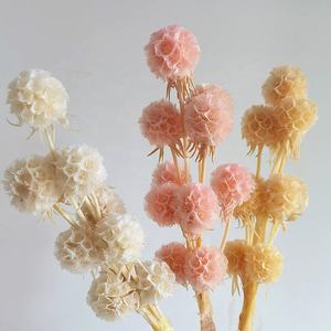 Flor Seca Popular de Fábrica, <span class=keywords><strong>Scabiosa</strong></span> Natural Preservada para Decoración del Hogar - Product Image 4