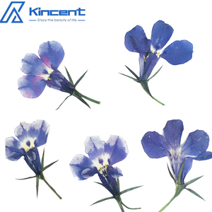 Nature Bleu Violet <span class=keywords><strong>Lobelia</strong></span> DIY Fleurs Pressées pour la Fabrication de Bougies Bijoux en Résine - Product Image 1