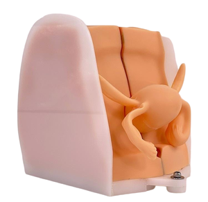 Weibliches Verhütung strain ings modell für die medizinische Ausbildung Familien planung Bildungs ausrüstung für die zukünftige Gesundheits versorgung - Product Image 6