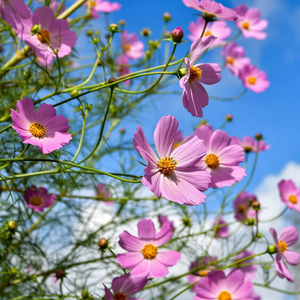 Set di 50 Bustine di Semi di Fiori Annuali Cosmos Early Sensation Biologici per Uso Pensile o a Terra per Creare <span class=keywords><strong>il</strong></span> Tuo Giardino <span class=keywords><strong>dei</strong></span> <span class=keywords><strong>Sogni</strong></span> - Product Image 1