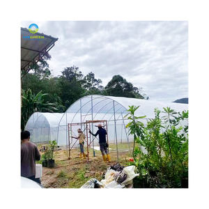 <span class=keywords><strong>Serre</strong></span> Simple de taille Standard 8x30, petit et bon marché Type de Tunnel à portée unique pour légumes avec système de Ventilation - Product Image 3