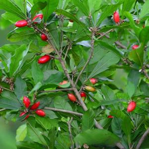 Extrait de baie miracle, fournisseur d'usine, poudre de fruit miracle, poudre lyophilisée - Product Image 5