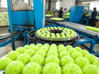 Balles de pickleball OEM d'usine à 40 trous, approuvées USAPA, sans couture, durables, pour l'entraînement en extérieur, avec sac de transport
