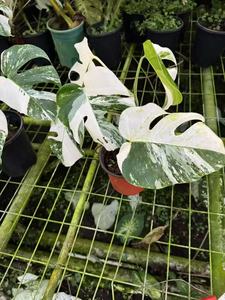 Rara Monstera Ablo Variegata, Pianta Coltivata in Vaso, Coltivata in Laboratorio, Fogliame Unico da Collezione, Certificata - Product Image 6