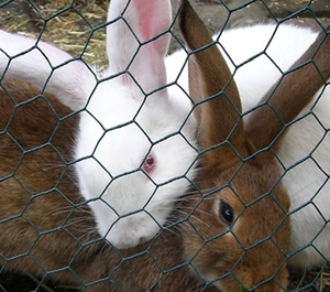 ผู้ผลิตลวดตาข่ายหกเหลี่ยมตาข่ายรั้วลวดไก่ BWG19-23 - Product Image 5