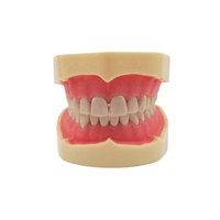 Modelo de Estudio Dental Tipo BF, Modelo de Entrenamiento para Educación Oral, Encías Suaves, 28 Dientes