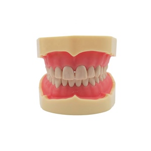 Modèle d'étude dentaire de type BF, modèle d'entraînement à l'éducation bucco-dentaire, gencives souples, 28 dents - Product Image 6