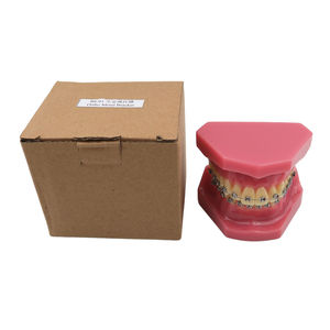 Modelo de Tipodonto Dental de Ortodoncia Smiledental TM-B6-01 con Soportes Metálicos, Ayuda Didáctica de Resina para Entrenamiento Oral - Product Image 6