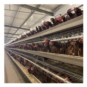 <span class=keywords><strong>Cages</strong></span> d'élevage avicole pour poules pondeuses, équipement automatique pour l'élevage de poulets en batterie, à vendre - Product Image 3