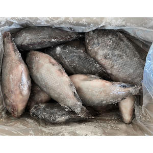 Fruits <span class=keywords><strong>de</strong></span> mer, poisson tilapia, fournisseur <span class=keywords><strong>de</strong></span> poisson tilapia, prix du poisson tilapia par <span class=keywords><strong>kg</strong></span>, poisson congelé - Product Image 3