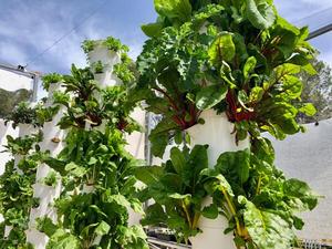 Torre Idroponica <span class=keywords><strong>per</strong></span> Coltivazione Indoor Sistema di Crescita Domestica con Supporto <span class=keywords><strong>per</strong></span> <span class=keywords><strong>Piante</strong></span> - Product Image 5