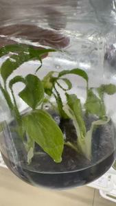 Rara Monstera Ablo Variegata, Pianta Coltivata in Vaso, Coltivata in Laboratorio, Fogliame Unico da Collezione, Certificata - Product Image 3