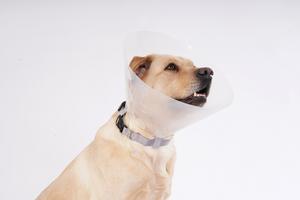 Collar de Recuperación para Mascotas de Plástico Resistente, Collar de Protección para Gatos y Perros, Estilo Clásico Simple para Comodidad y Protección - Product Image 2