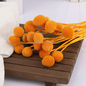 Bouquet de décoration de mariage de vraies fleurs fraîches Pycnosorus Bouquet de boules de Billy naturel préservé Boutons de Billy pour la Saint-Valentin - Product Image 6