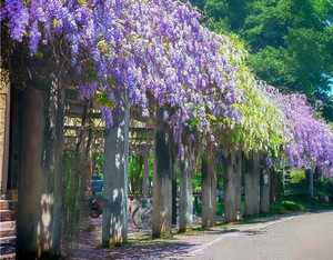 <span class=keywords><strong>ดอก</strong></span>ไม้วิสเทอเรียประดิษฐ์สำหรับตกแต่งงานแต่งงานของตกแต่งบ้านทำจากผ้าไหม - Product Image 4